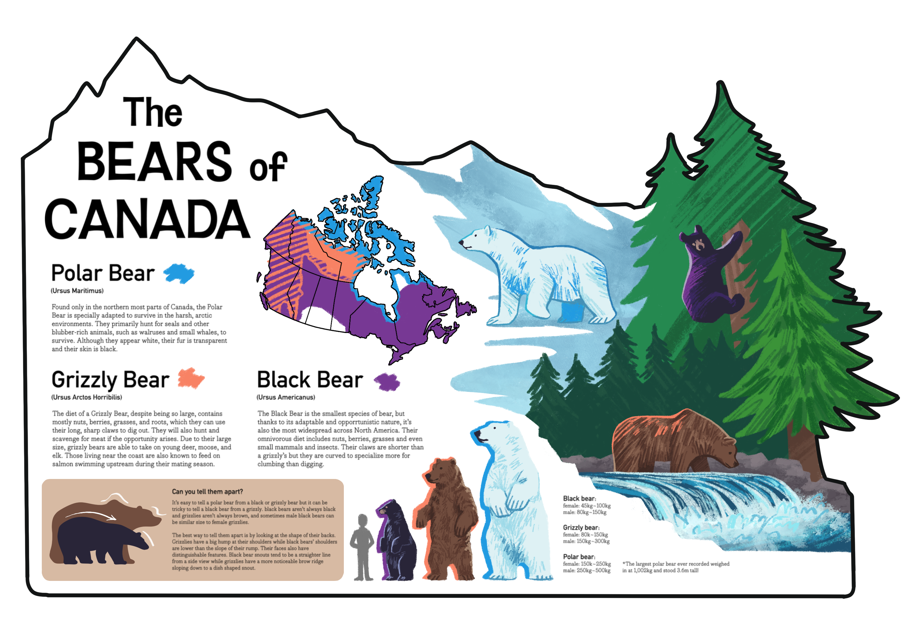 Bears of Canada